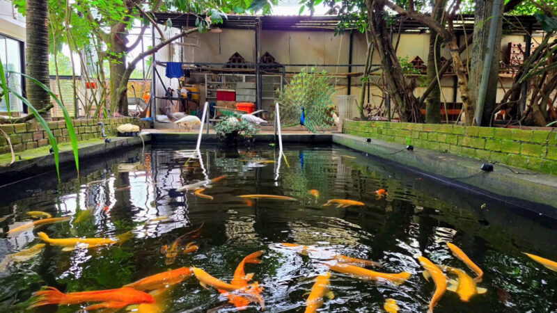 ⚠️SIÊU PHẨM⚠️  ☘️☘️☘️  KHU SINH THÁI NGHỈ DƯỠNG - MẶT TIỀN ĐƯỜNG TRƯƠNG VĨNH NGUYÊN, P. PHÚ THỨ, Q. CÁI RĂNG, TP. CẦN THƠ.