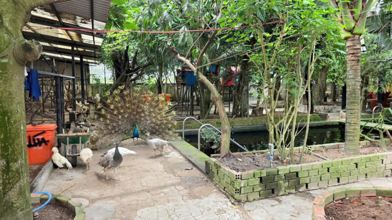 ⚠️SIÊU PHẨM⚠️  ☘️☘️☘️  KHU SINH THÁI NGHỈ DƯỠNG - MẶT TIỀN ĐƯỜNG TRƯƠNG VĨNH NGUYÊN, P. PHÚ THỨ, Q. CÁI RĂNG, TP. CẦN THƠ.